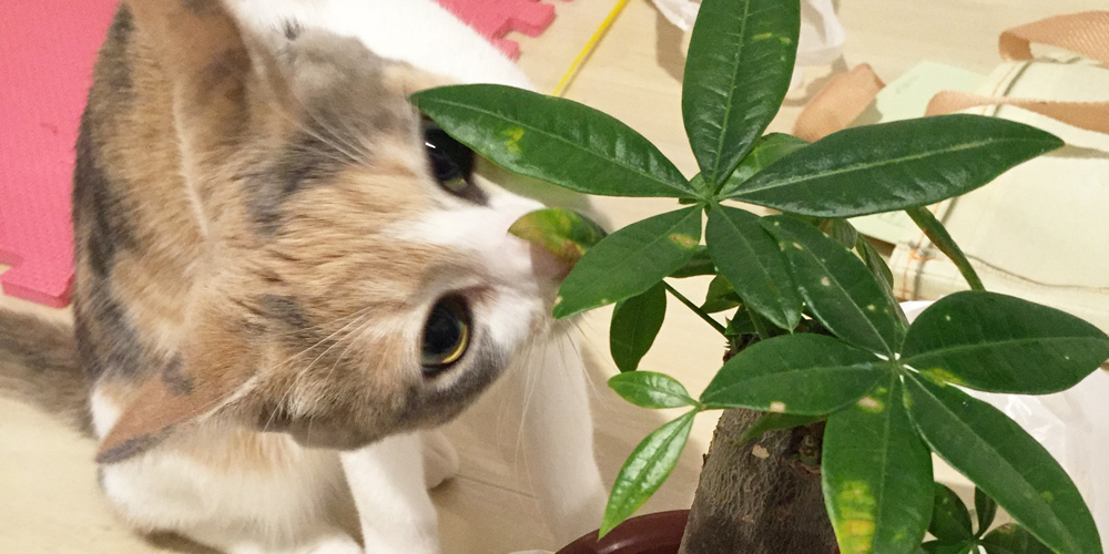 今すぐ確認！猫が中毒を起こす危険な観葉植物