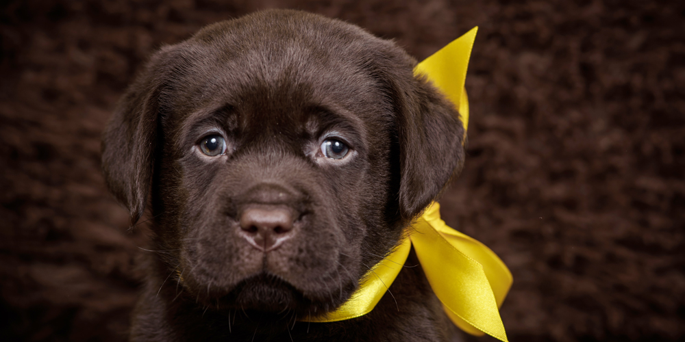 犬の「黄色リボン」は「近づかないで」のサイン