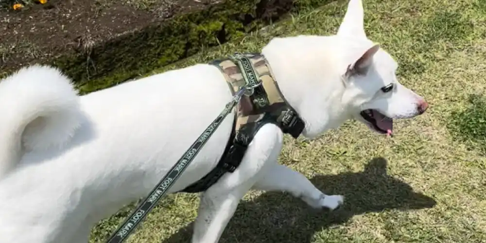 【犬の臭い】 犬のおしっこが臭う原因は？自宅でする対処法も紹介！