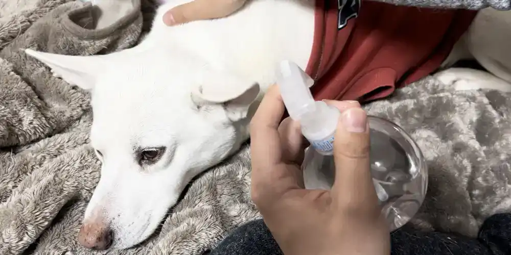 【犬の体についた汚れ】 ドライシャンプーで誰でも簡単キレイに落とす！