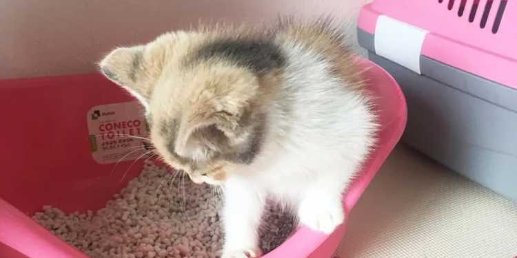 【猫の臭い】猫のおしっこが臭う原因と自宅でする対処法とは