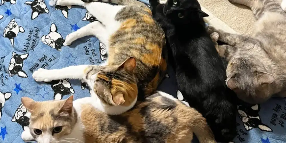 【猫の体についた汚れ】 シャンプー嫌いな猫にはドライシャンプーがおすすめ！