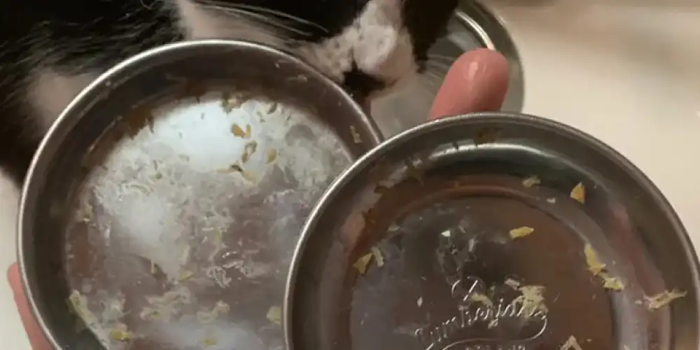【猫の食器ぬめり】 猫のしつこい食器のぬめり汚れを落とす方法