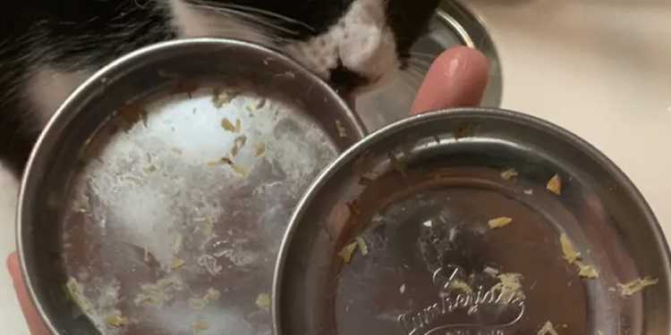 犬の汚れやぬめりがついた食器を準備