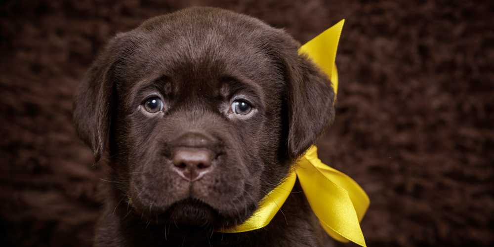 犬の黄色リボンは近づかないでのサイン・イエロードッグプロジェクトとは？