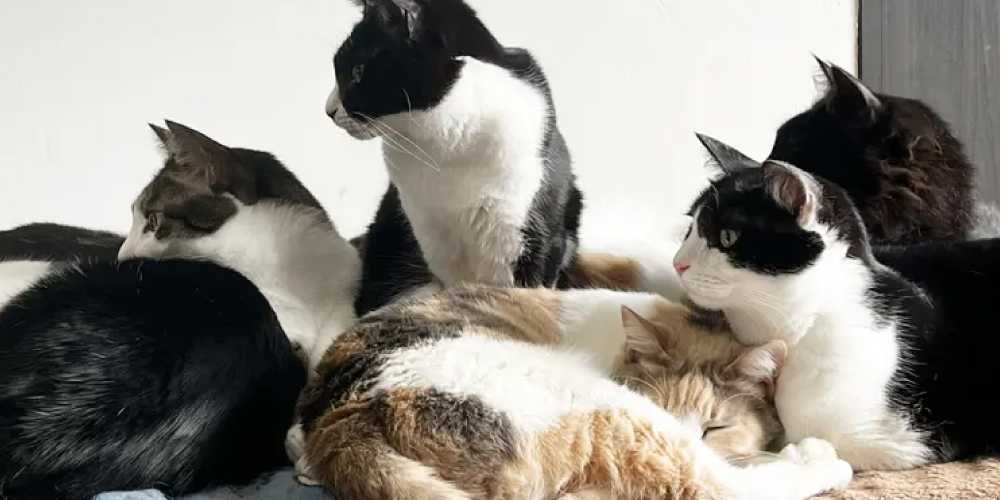 【猫20匹の飼主】 猫を多頭飼いするときの注意点や準備するもの