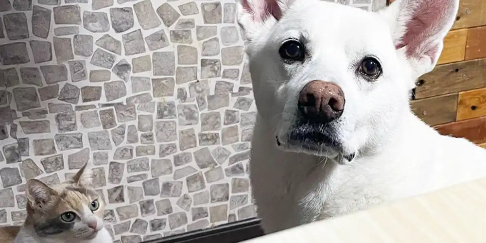 【犬の汚れ】 犬がシャンプーを嫌いになる原因と対処方法をご紹介！