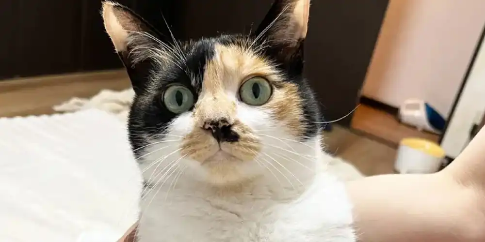 【猫20匹の飼い主】 老猫の体の汚れをドライシャンプーで優しくキレイに！