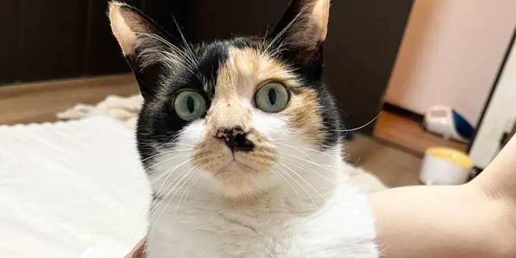 【猫20匹の飼い主】 老猫の体の汚れをドライシャンプーで優しくキレイに！